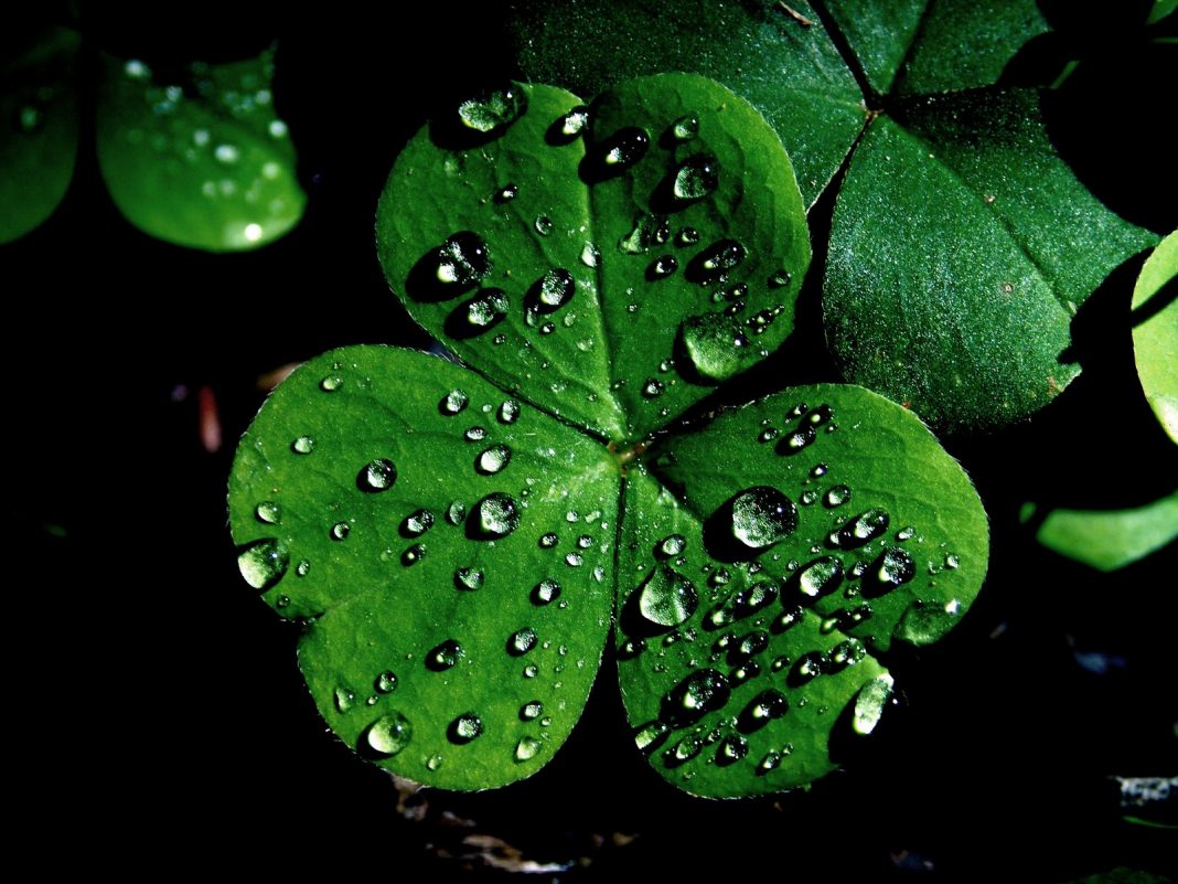 Shamrock_by_mattjenny