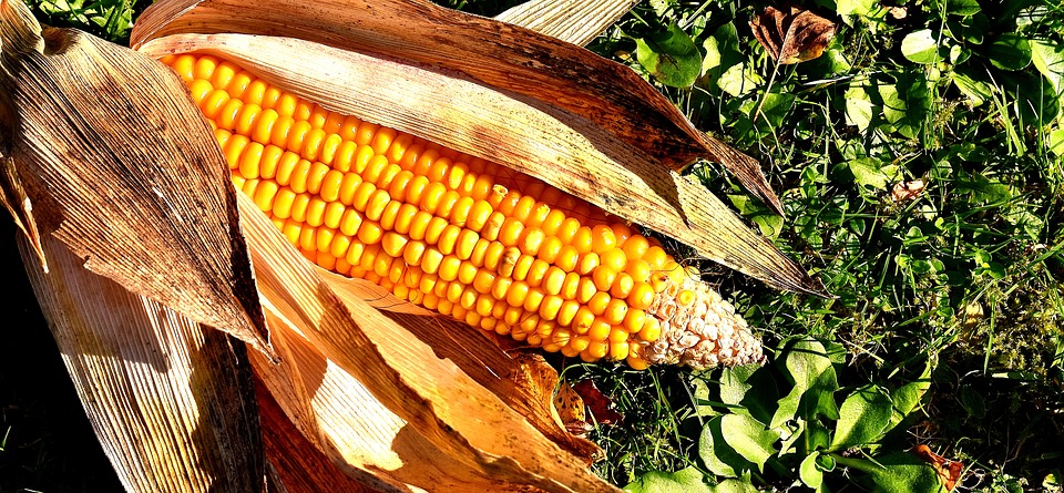 corn-on-the-cob-2204702_960_720