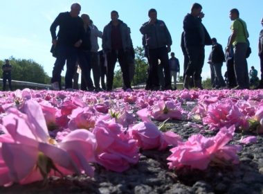 рози производители протест изкупна цена