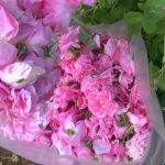България постави розата на масата в Брюксел: Иска специално плащане от ОСП
