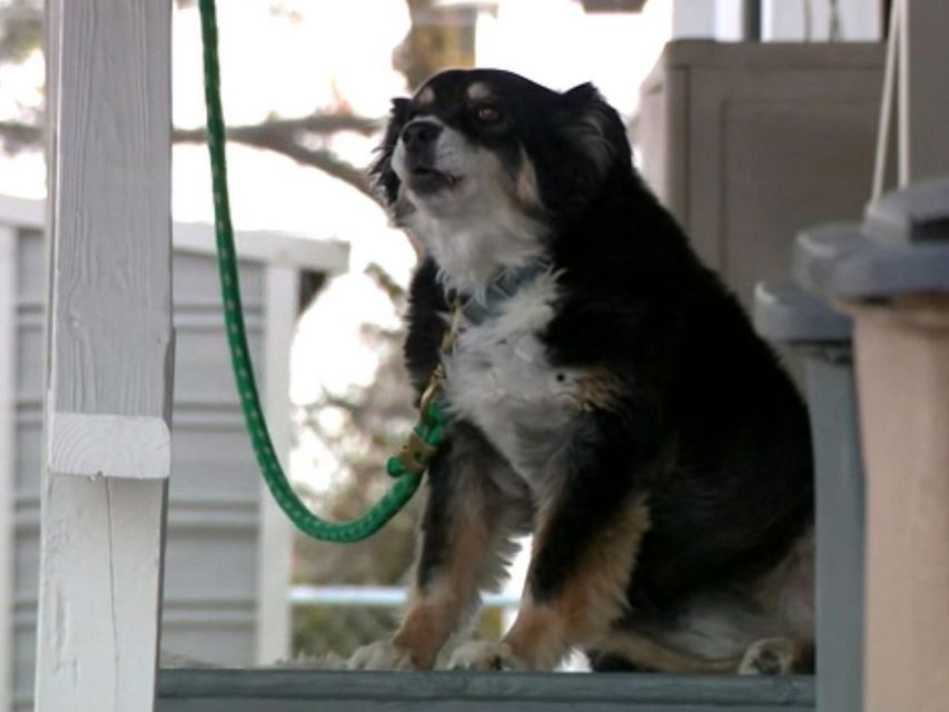 куче