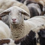 20 г. ветеринар спасява от изчезване стари български породи стопански животни