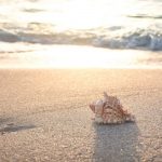 Аларма за Черно море. Какво се случва