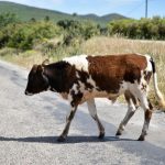 Свободно пуснати животни създават риск от катастрофи, полицията в Трън затяга мерките