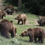 Поставят капани за мечки в девинското село Гьоврен